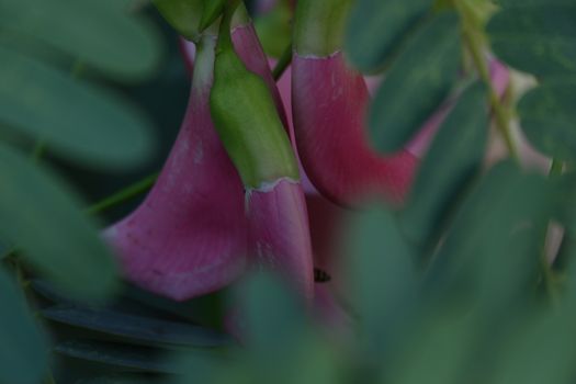 close up image of Pink Turi (Sesbania grandiflora) flower is eaten as a vegetable and medicine. The leaves are regular and rounded. The fruit is like flat green beans, long, and thin, out of focus