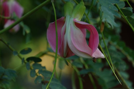 close up image of Pink Turi (Sesbania grandiflora) flower is eaten as a vegetable and medicine. The leaves are regular and rounded. The fruit is like flat green beans, long, and thin, out of focus