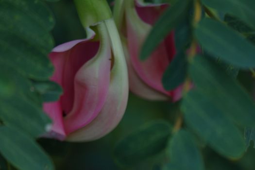 close up image of Pink Turi (Sesbania grandiflora) flower is eaten as a vegetable and medicine. The leaves are regular and rounded. The fruit is like flat green beans, long, and thin, out of focus