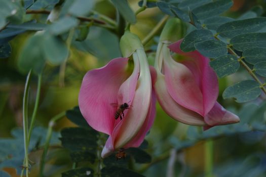 close up image of Pink Turi (Sesbania grandiflora) flower is eaten as a vegetable and medicine. The leaves are regular and rounded. The fruit is like flat green beans, long, and thin, out of focus