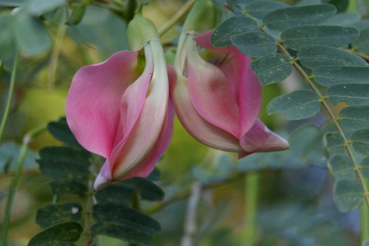 close up image of Pink Turi (Sesbania grandiflora) flower is eaten as a vegetable and medicine. The leaves are regular and rounded. The fruit is like flat green beans, long, and thin, out of focus