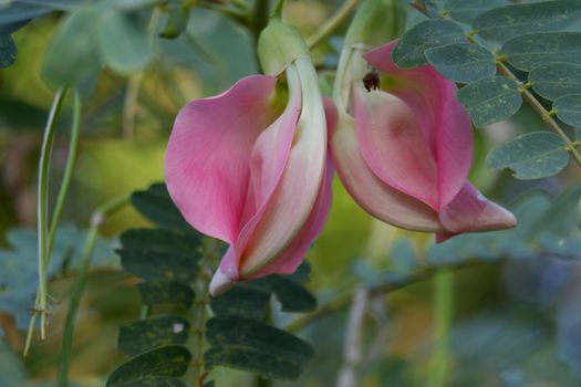 close up image of Pink Turi (Sesbania grandiflora) flower is eaten as a vegetable and medicine. The leaves are regular and rounded. The fruit is like flat green beans, long, and thin, out of focus