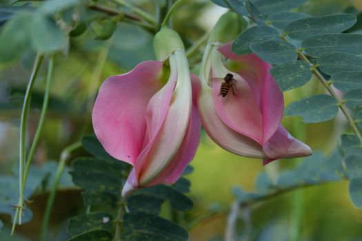 close up image of Pink Turi (Sesbania grandiflora) flower is eaten as a vegetable and medicine. The leaves are regular and rounded. The fruit is like flat green beans, long, and thin, out of focus