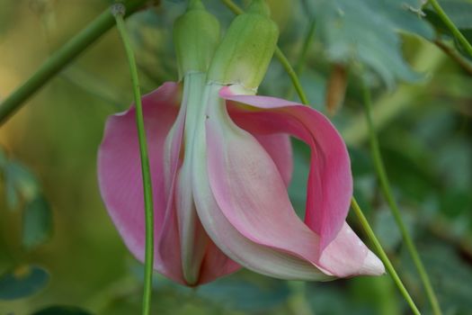 close up image of Pink Turi (Sesbania grandiflora) flower is eaten as a vegetable and medicine. The leaves are regular and rounded. The fruit is like flat green beans, long, and thin, out of focus