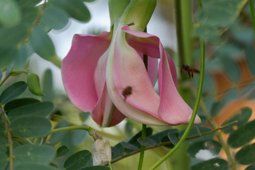 close up image of Pink Turi (Sesbania grandiflora) flower is eaten as a vegetable and medicine. The leaves are regular and rounded. The fruit is like flat green beans, long, and thin, out of focus