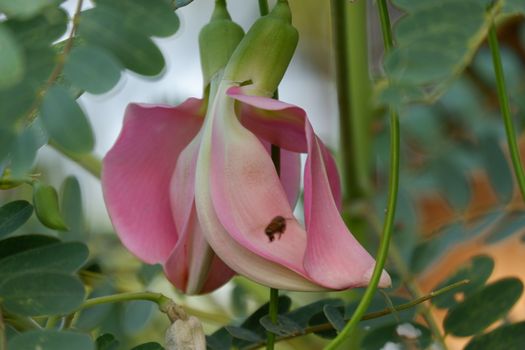 close up image of Pink Turi (Sesbania grandiflora) flower is eaten as a vegetable and medicine. The leaves are regular and rounded. The fruit is like flat green beans, long, and thin, out of focus