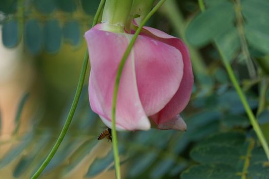 close up image of Pink Turi (Sesbania grandiflora) flower is eaten as a vegetable and medicine. The leaves are regular and rounded. The fruit is like flat green beans, long, and thin, out of focus