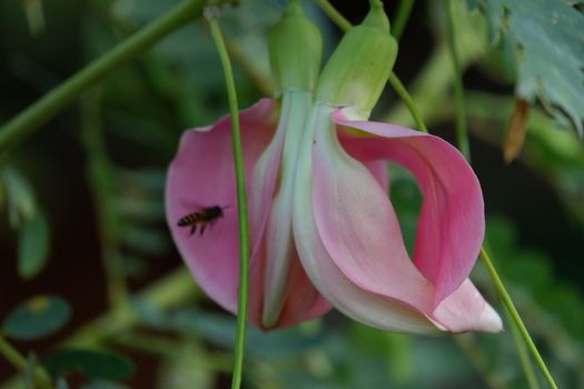 close up image of Pink Turi (Sesbania grandiflora) flower is eaten as a vegetable and medicine. The leaves are regular and rounded. The fruit is like flat green beans, long, and thin, out of focus