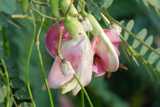 close up image of Pink Turi (Sesbania grandiflora) flower is eaten as a vegetable and medicine. The leaves are regular and rounded. The fruit is like flat green beans, long, and thin, out of focus