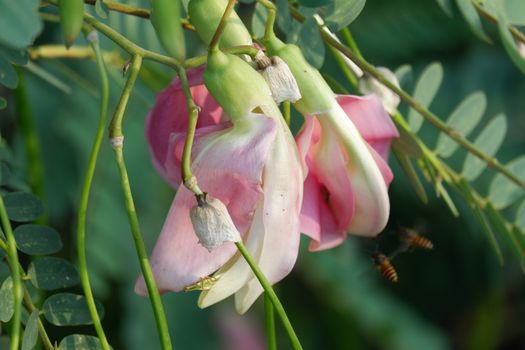 close up image of Pink Turi (Sesbania grandiflora) flower is eaten as a vegetable and medicine. The leaves are regular and rounded. The fruit is like flat green beans, long, and thin, out of focus