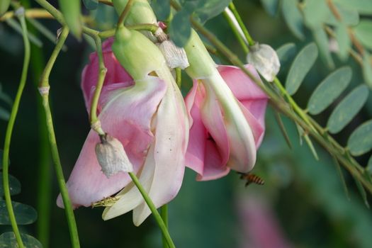 close up image of Pink Turi (Sesbania grandiflora) flower is eaten as a vegetable and medicine. The leaves are regular and rounded. The fruit is like flat green beans, long, and thin, out of focus