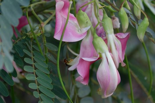 close up image of Pink Turi (Sesbania grandiflora) flower is eaten as a vegetable and medicine. The leaves are regular and rounded. The fruit is like flat green beans, long, and thin, out of focus