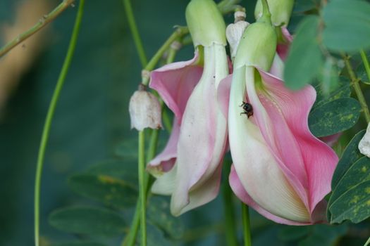 defocuse close up image of Pink Turi (Sesbania grandiflora) flower is eaten as a vegetable and medicine. The leaves are regular and rounded. The fruit is like flat green beans, out of focus