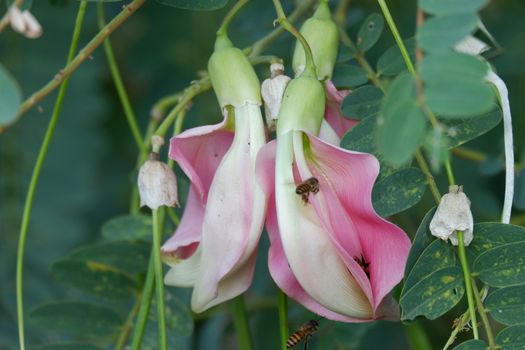 defocuse close up image of Pink Turi (Sesbania grandiflora) flower is eaten as a vegetable and medicine. The leaves are regular and rounded. The fruit is like flat green beans, out of focus