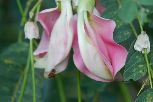 defocuse close up image of Pink Turi (Sesbania grandiflora) flower is eaten as a vegetable and medicine. The leaves are regular and rounded. The fruit is like flat green beans, out of focus