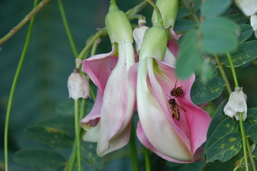 defocuse close up image of Pink Turi (Sesbania grandiflora) flower is eaten as a vegetable and medicine. The leaves are regular and rounded. The fruit is like flat green beans, out of focus