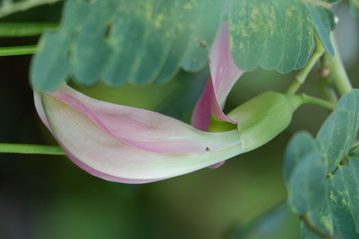 defocuse close up image of Pink Turi (Sesbania grandiflora) flower is eaten as a vegetable and medicine. The leaves are regular and rounded. The fruit is like flat green beans, out of focus