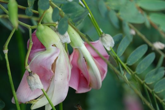 defocuse close up image of Pink Turi (Sesbania grandiflora) flower is eaten as a vegetable and medicine. The leaves are regular and rounded. The fruit is like flat green beans, out of focus