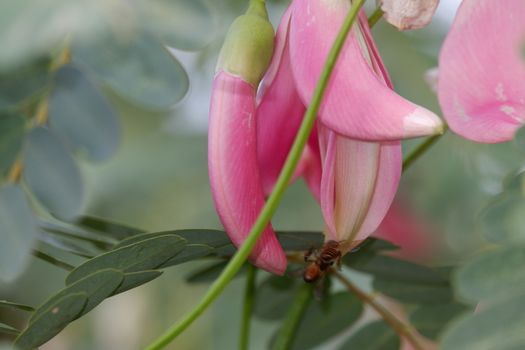 defocuse close up image of Pink Turi (Sesbania grandiflora) flower is eaten as a vegetable and medicine. The leaves are regular and rounded. The fruit is like flat green beans, out of focus