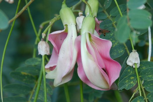 defocuse close up image of Pink Turi (Sesbania grandiflora) flower is eaten as a vegetable and medicine. The leaves are regular and rounded. The fruit is like flat green beans, out of focus