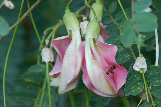 defocuse close up image of Pink Turi (Sesbania grandiflora) flower is eaten as a vegetable and medicine. The leaves are regular and rounded. The fruit is like flat green beans, out of focus