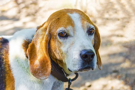Estonian Hound dog outdoor portrait at cloudy day