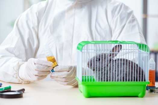 Scientist doing testing on animals rabbit