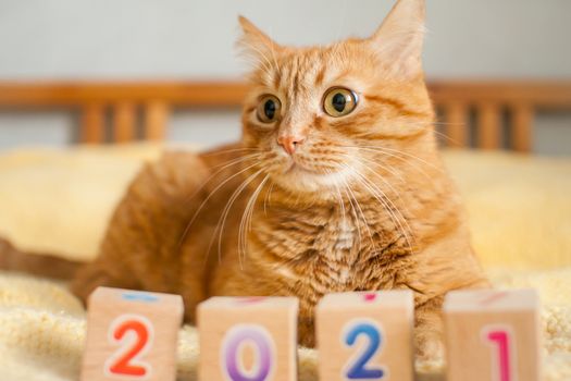 A fat ginger cat and the numbers 2021 from children's cubes on a yellow knitted blanket. New Year