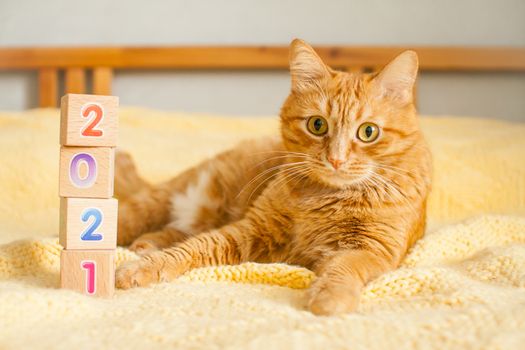 A fat ginger cat and the numbers 2021 from children's cubes on a yellow knitted blanket. New Year
