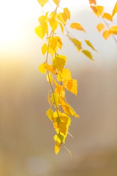 Autumn background. beautiful yellow birch leaves. autumnal nature backdrop for design with shallow depth of field