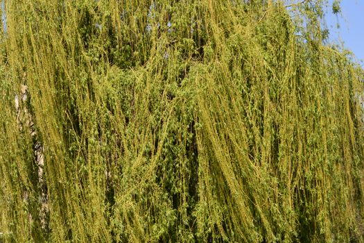 Golden Weeping Willow treetop - Latin name - Salix alba subsp. vitellina Pendula