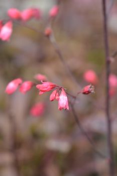 Hybrid Coral Bells flowers - Latin name - Heuchera hybrids