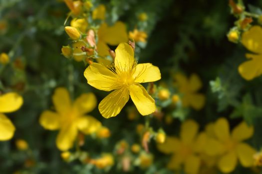 Mount Olympus St Johns-wort - Latin name - Hypericum olympicum