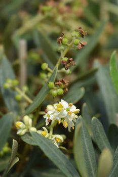 Common olive flowers - Latin name - Olea europaea