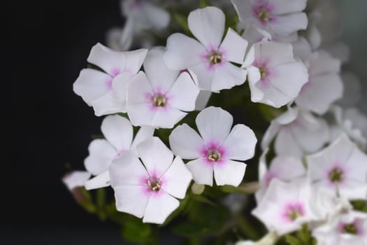 Phlox White Eye Flame flowers - Latin name - Phlox paniculata White Eye Flame