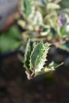 Holly Ingramii leaves - Latin name - Ilex aquifolium Ingramii