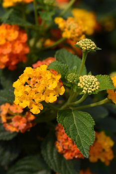 Shrub verbena Green Gold flower - Latin name - Lantana camara Green Gold