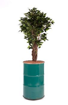Artificial ficus tree like real as modern evergreen ecological decoration for interiors, isolated