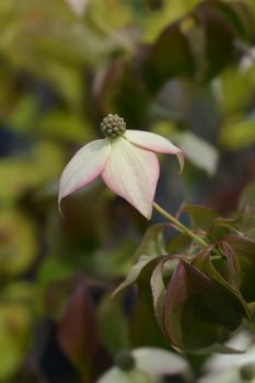 Flowering dogwood Cappucino - Latin name - Cornus kousa Cappucino