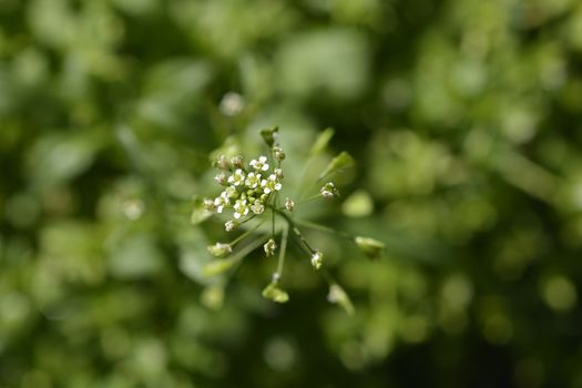 Shepherds purse flowers - Latin name - Capsella bursa-pastoris