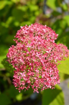 Smooth hydrangea Pink Annabelle flowers - Latin name - Hydrangea arborescens Pink Annabelle