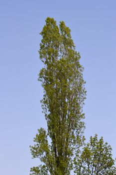 Lombardy poplar treetop against blue sky - Latin name - Populus nigra var. italica