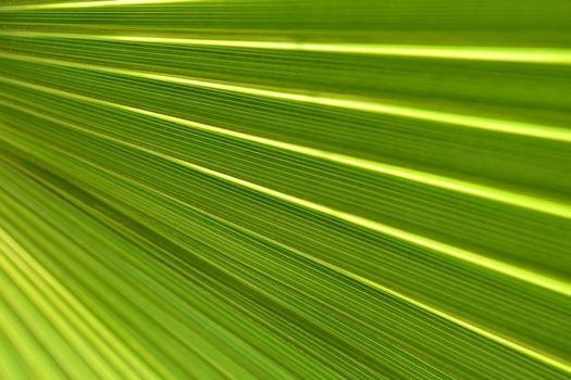 Australian fan palm leaf detail - Latin name - Livistona australis