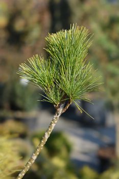 Himalayan pine branch - Latin name - Pinus wallichiana