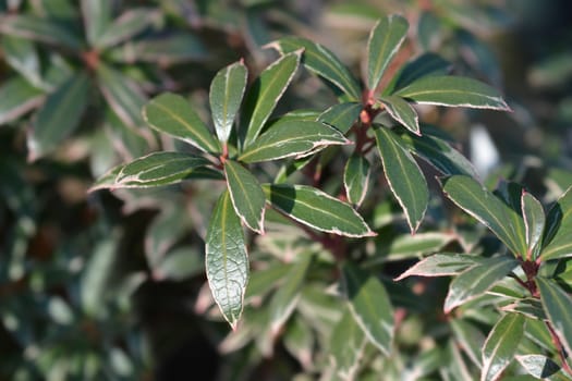 Japanese pieris Little Heath - Latin name - Pieris japonica Little Heath