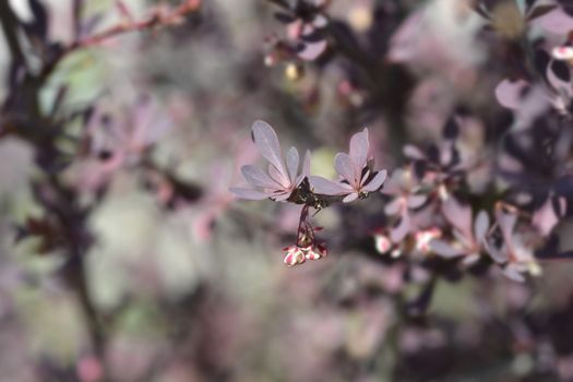 Purple Japanese barberry flowers - Latin name - Berberis thunbergii f. atropurpurea