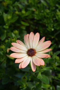 African daisy Tradewinds Cinnamon - Latin name - Osteospermum Tradewinds Cinnamon