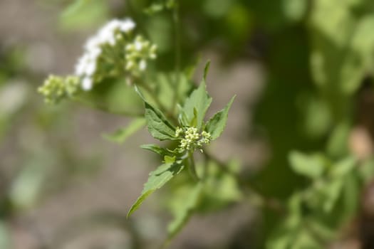 White snakeroot flower buds - Latin name - Ageratina altissima