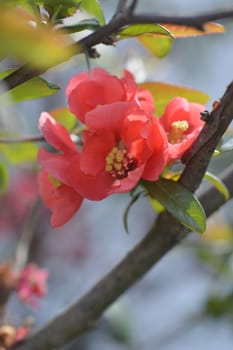 Japanese Flowering Quince  - Latin name - Chaenomeles japonica