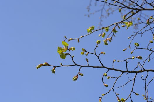 Small-leaved lime branch with leaf buds - Latin name - Tilia cordata